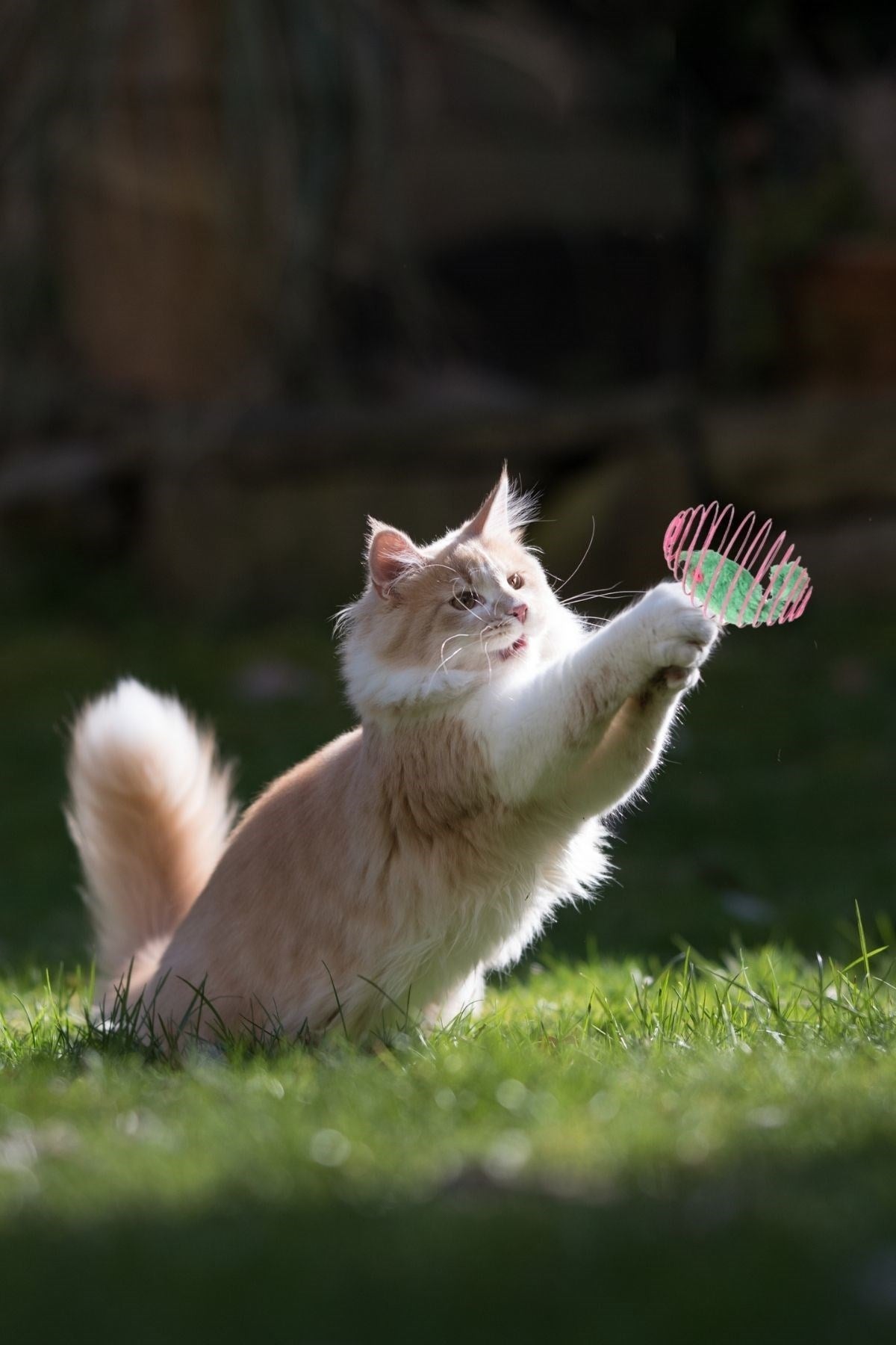 BUFFER® Yaylı Metal Fareli Kafes Kedi Oyun Topu Sıçrayan Spiral Kedi Topu