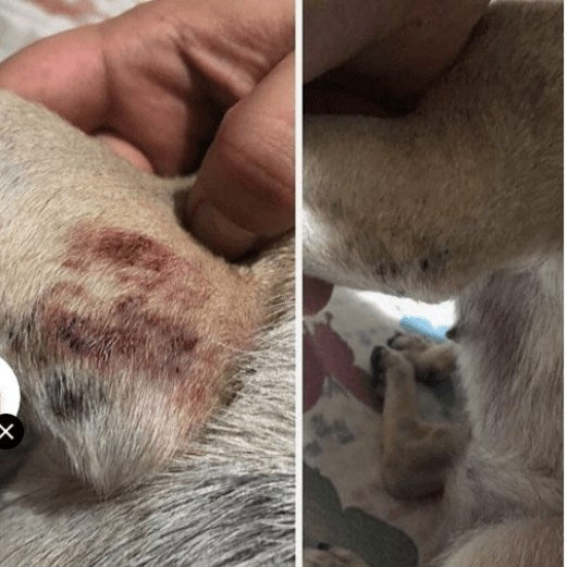 DERİ ONARIM VAZELİNİ 50CC+50CC