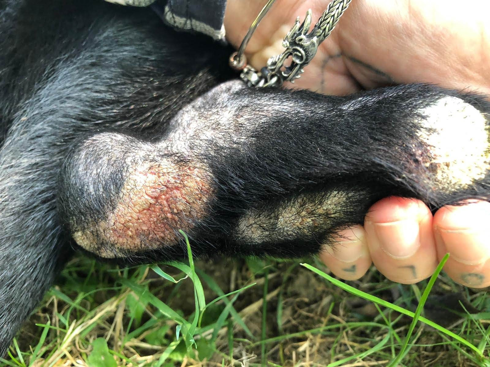 DERİ ONARIM VAZELİNİ 50CC+50CC