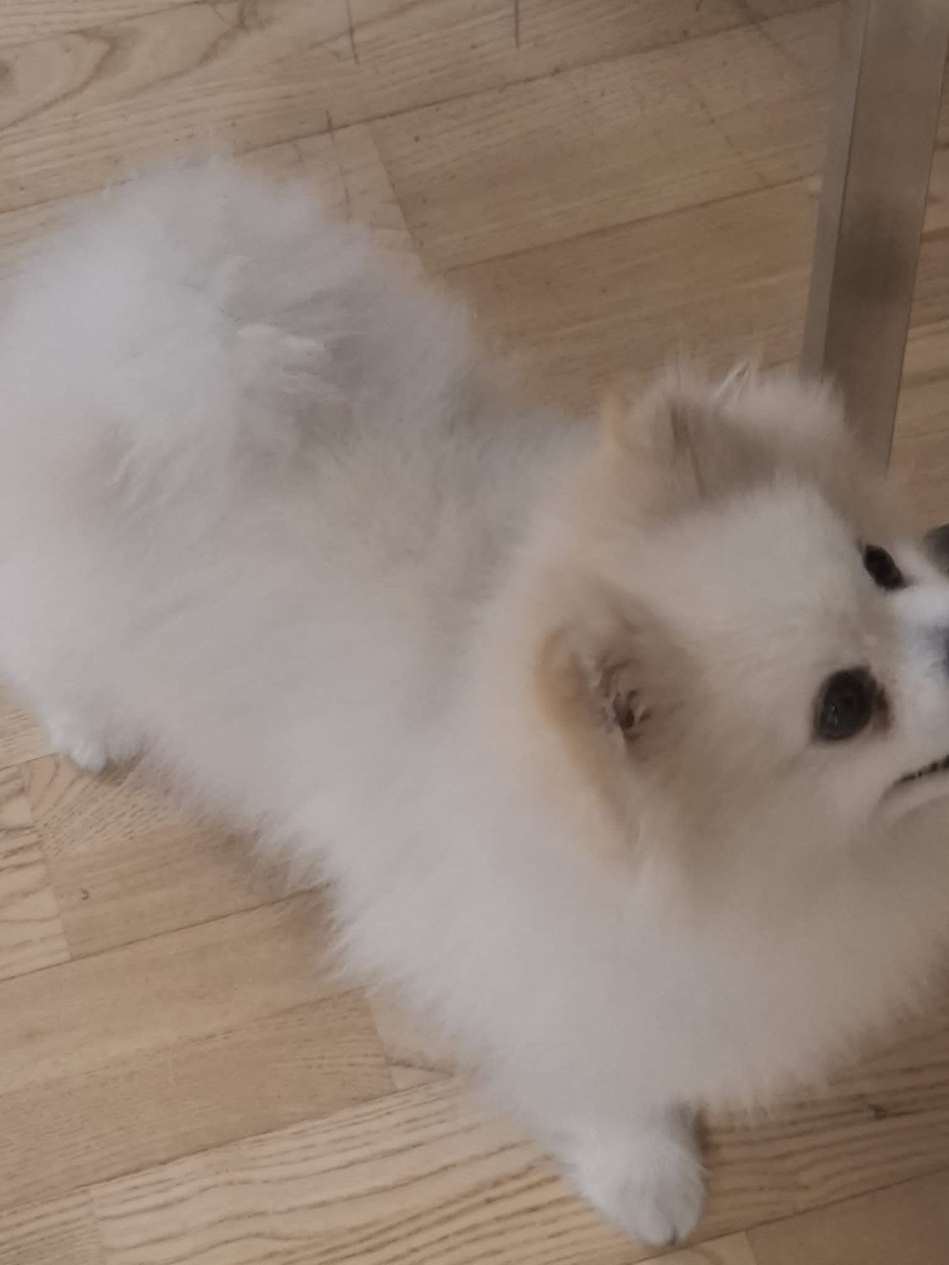 ALOPESİA X TÜY ÇIKARICI VAZELİN 100CC