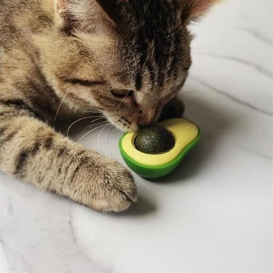 BUFFER® Avokado Model Yapışkanlı Kedi Oyuncağı Yenilebilir Kedi Nanesi Otu - UcuzaGeliyor