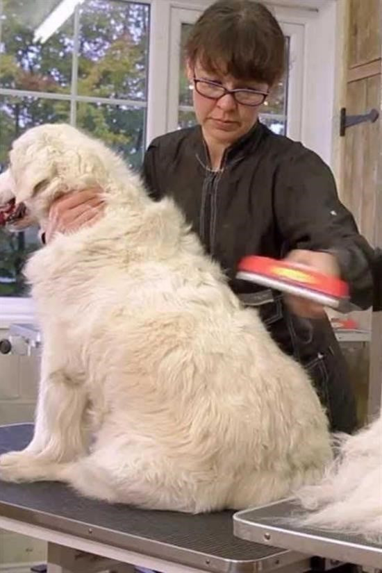 GENEL® 23 KG Üzeri Uzun Tüylü Köpekler İçin Tüy Toplayıcı Ergonomik Tarak